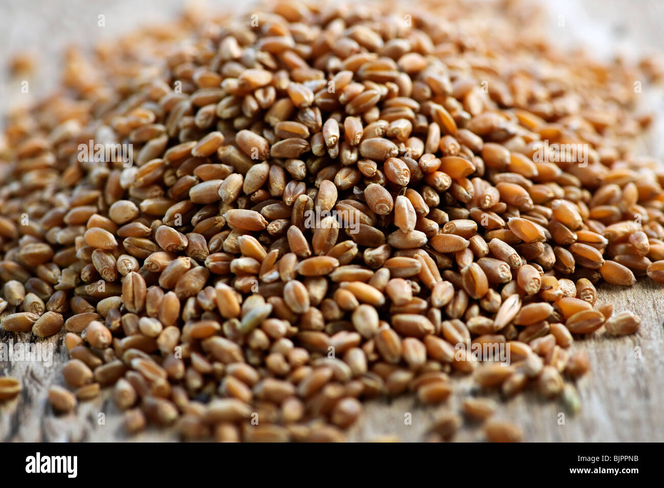 Seed hulls hires stock photography and images Alamy