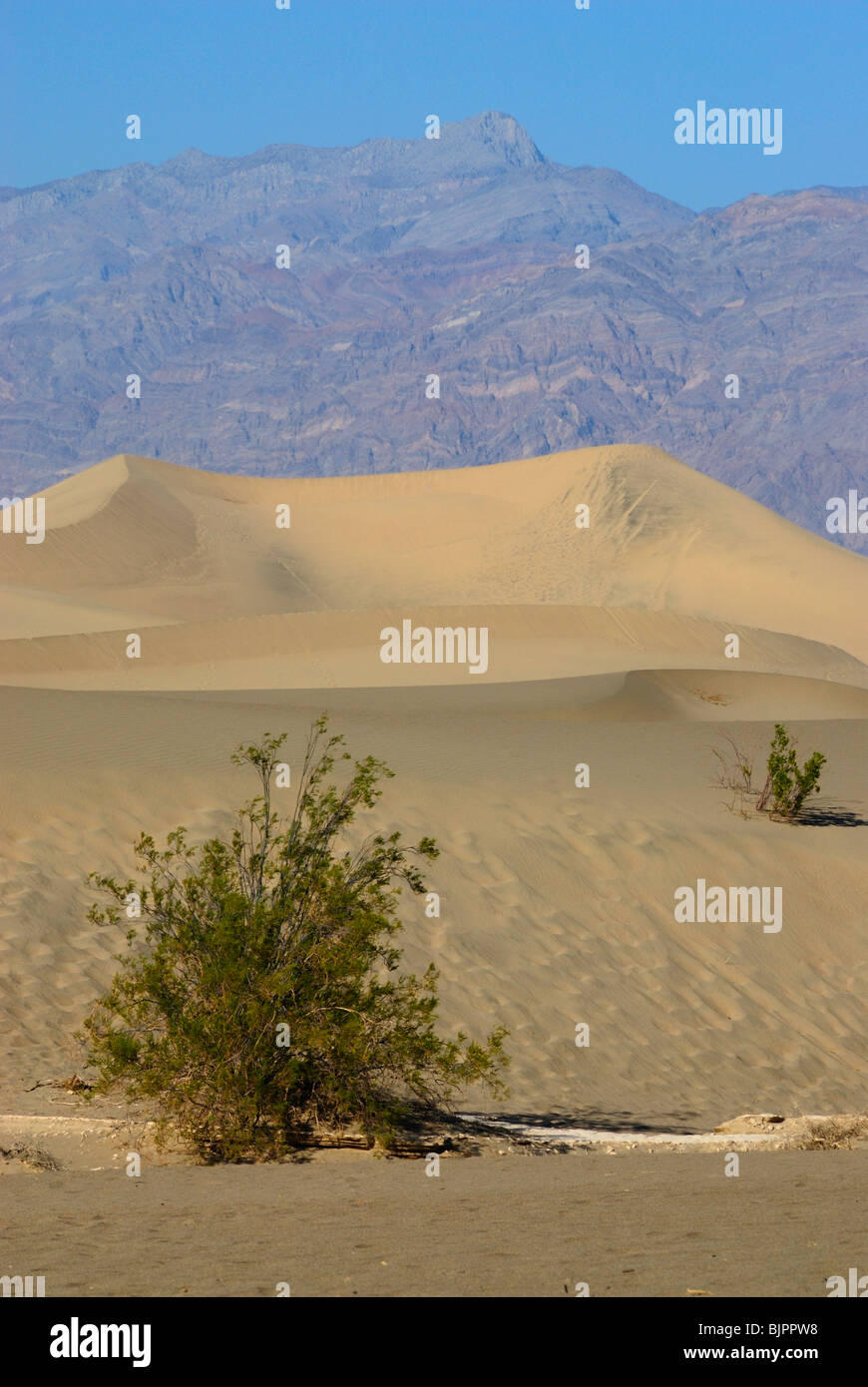 Small green trees in Sand Dunes in Death Valley, California state Stock Photo