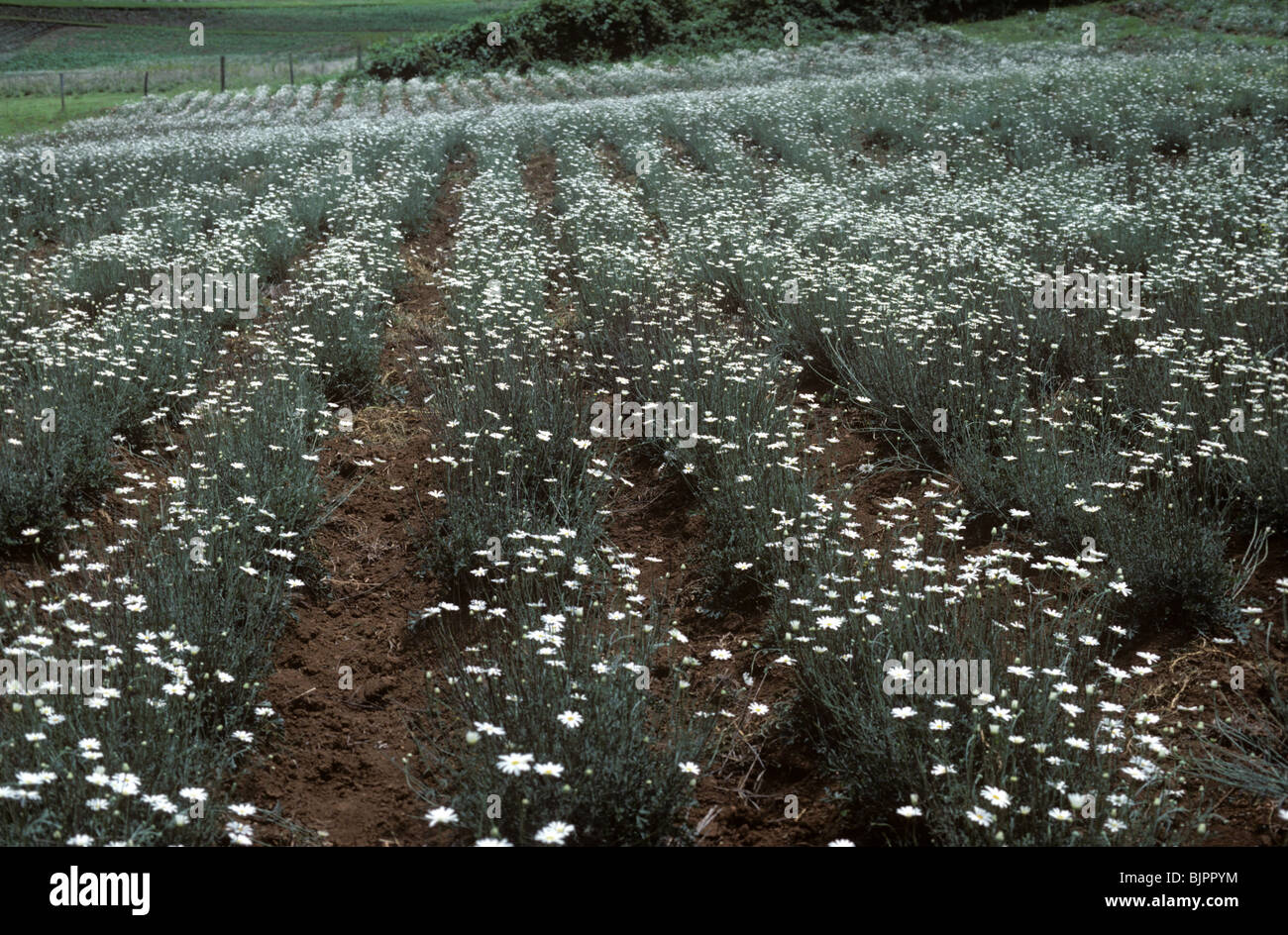 A flowering crop of pyrethrum used as a natural insecticide, Kenya Stock Photo