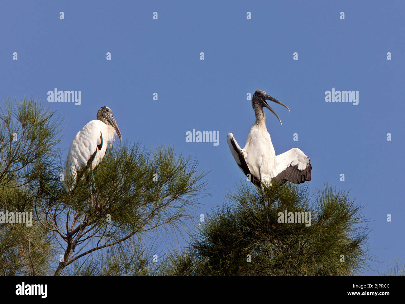 Wood Storks perched in Florida tree Stock Photo - Alamy