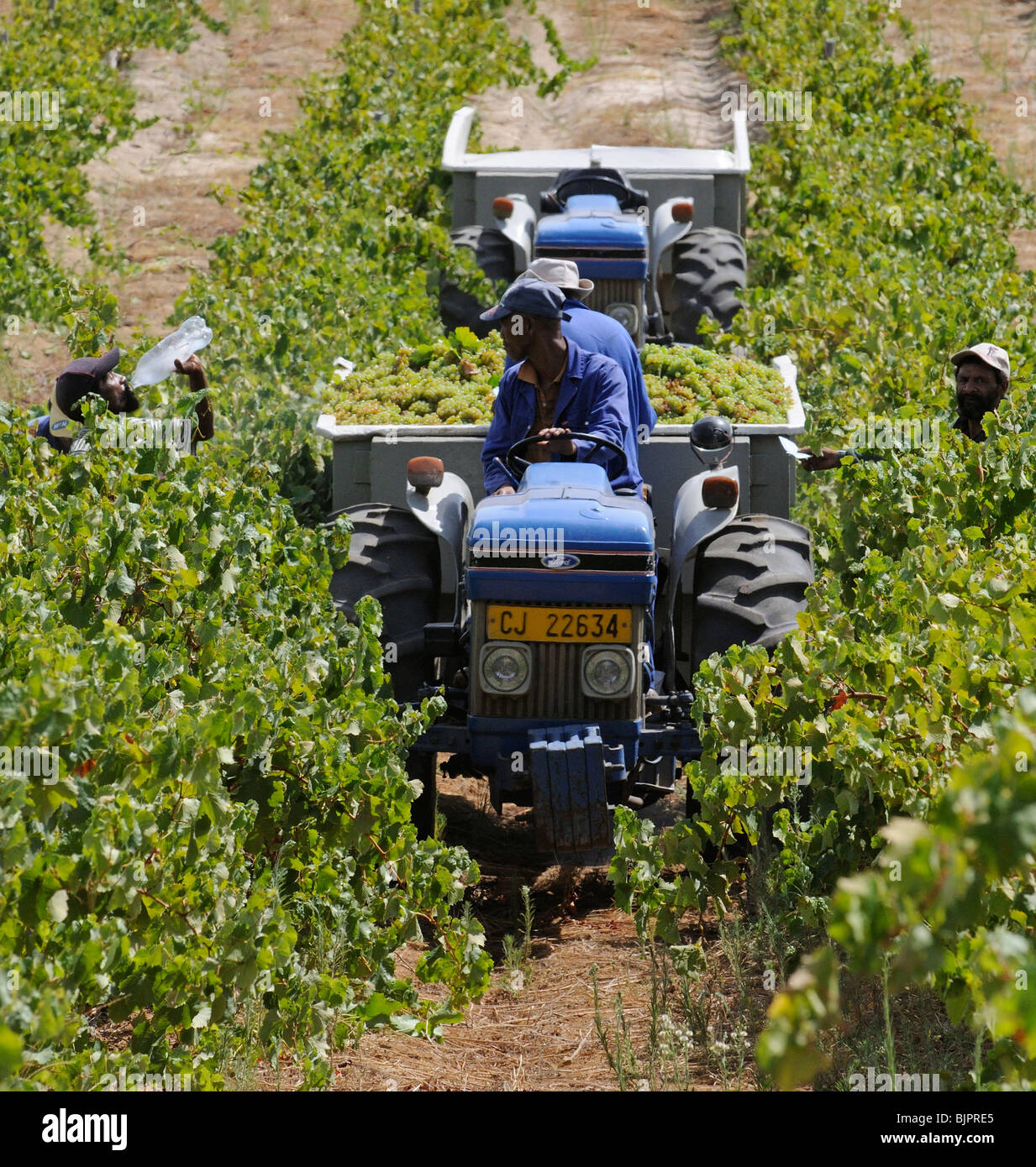 African workers in vineyards hires stock photography and images Alamy