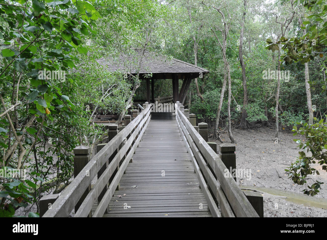 Part of the 500metre broadwalk through the mangrove at the Sungei Buloh Wetland Reserve, Singapore. Stock Photo