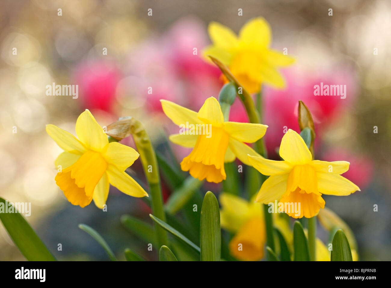Daffodils (Narcissus pseudonarcissus hybr Stock Photo Alamy