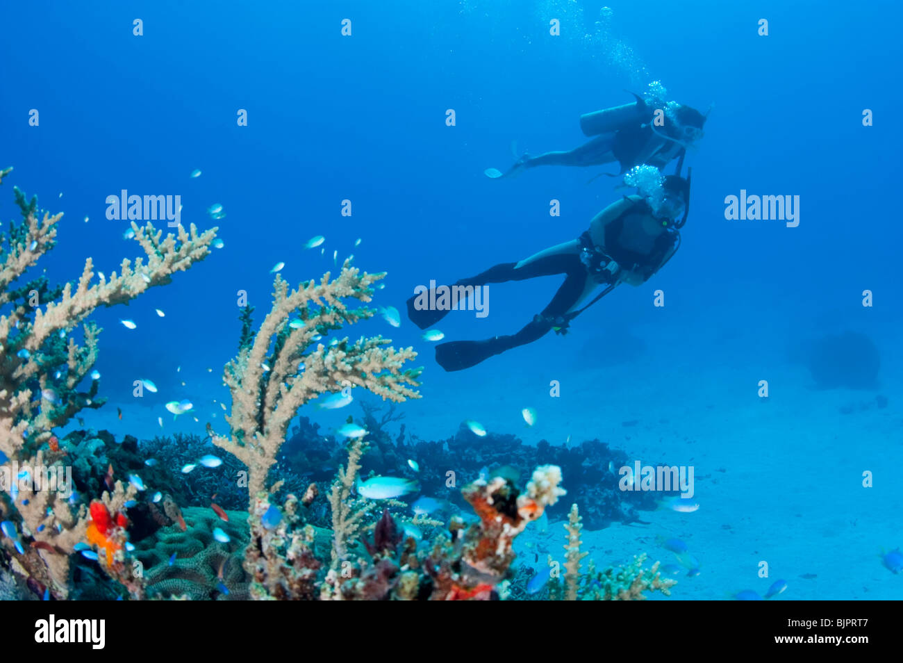 Two scuba divers underwater Stock Photo
