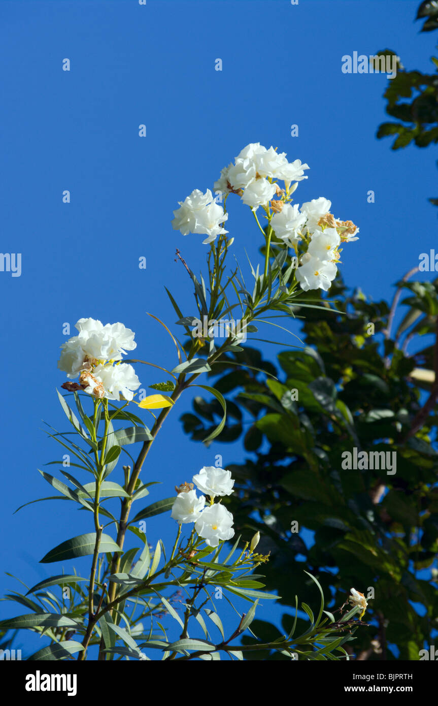 White flowers of Nerium oleander Kauai HI Stock Photo
