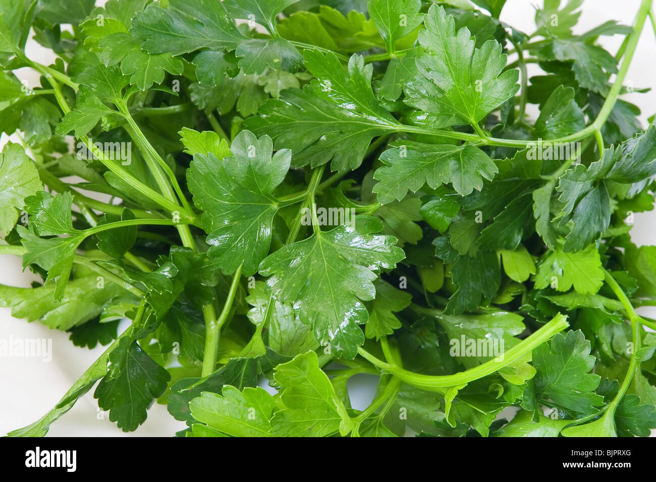 Closeup of fresh parsley on a plate Stock Photo