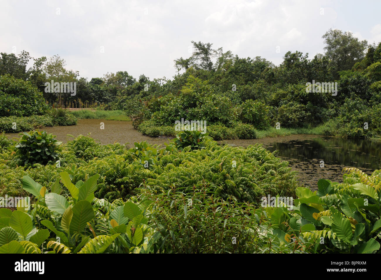 A view of the Sungei Buloh Wetland Reserve on Singapore's north coast. Stock Photo