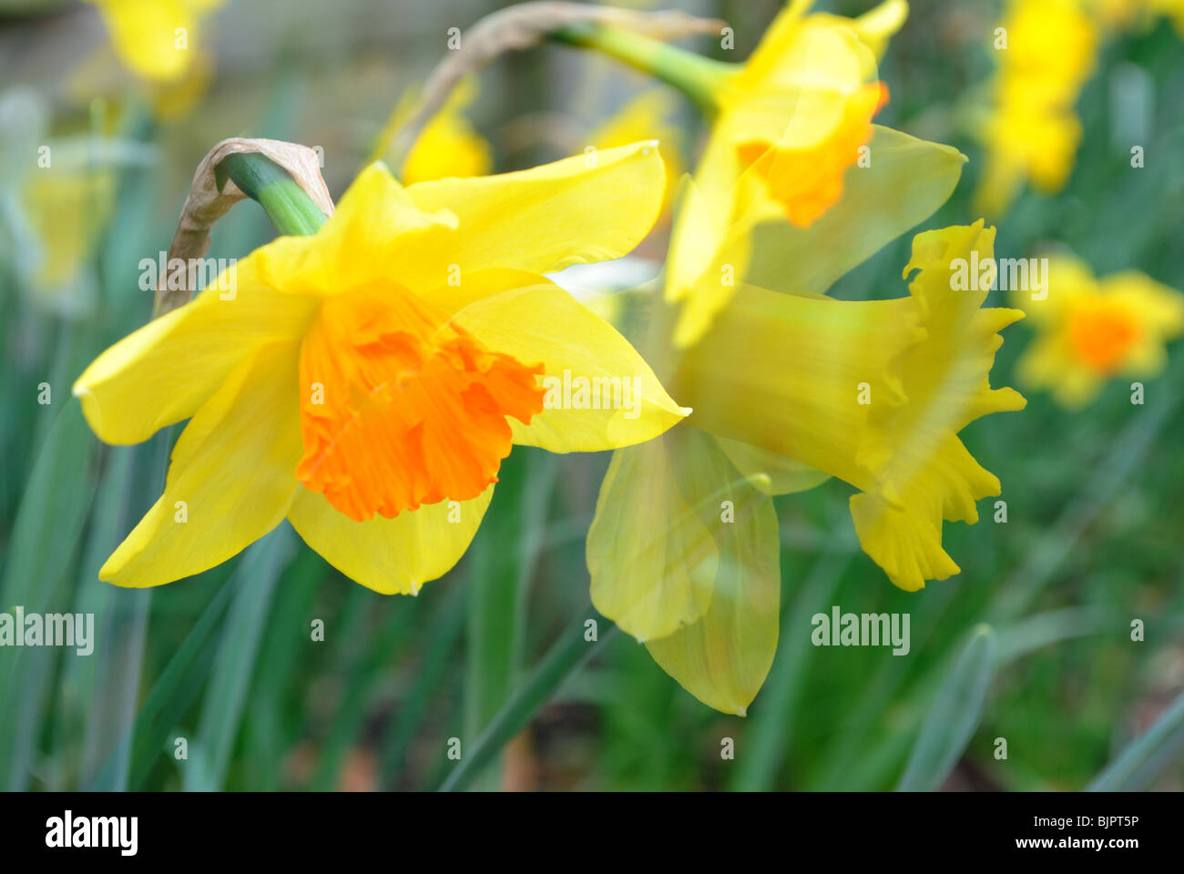 Double exposure of Daffodils Stock Photo
