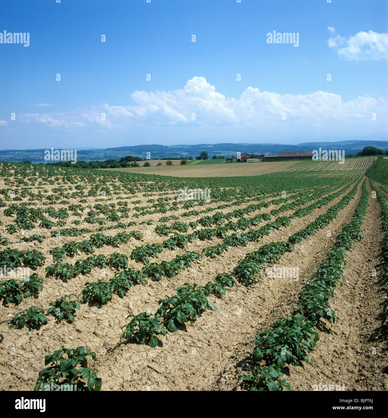 Young potato crop in farmland around a lake, Switzerland Stock Photo