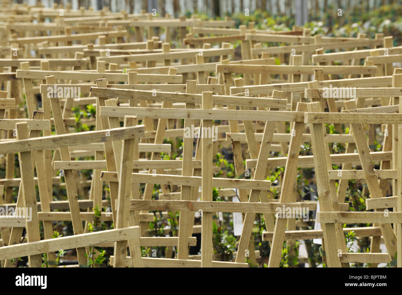 plant support in greenhouse Stock Photo Alamy