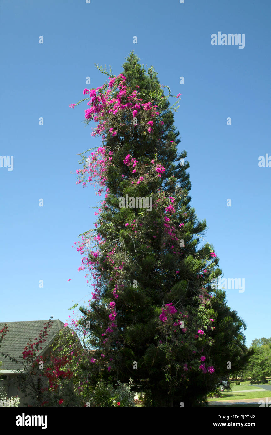 Bougainvillea growing through pine tree Princeville Kauai HI Stock
