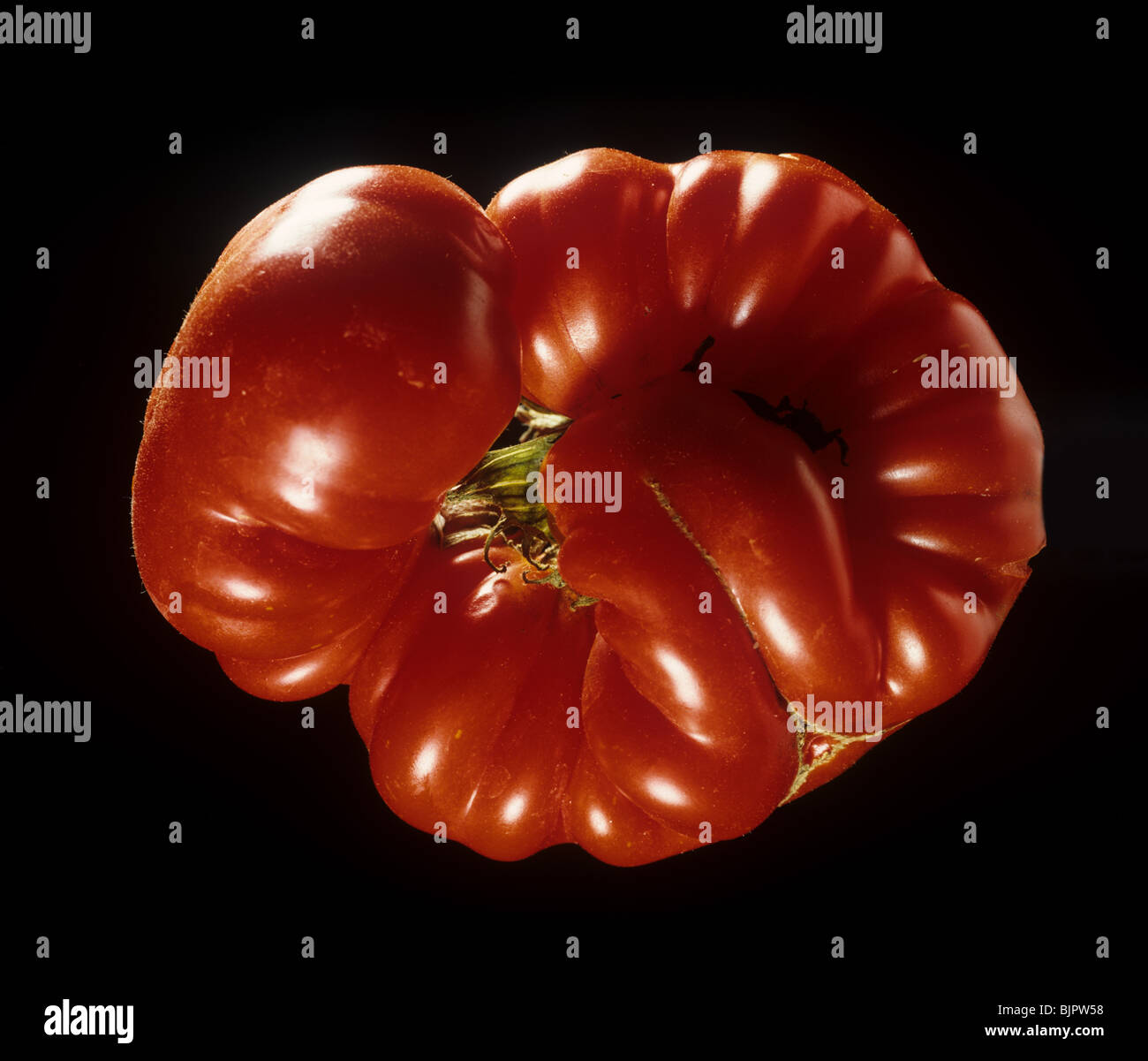 Distorted ripe red tomato fruit damaged by herbicide drift Stock Photo