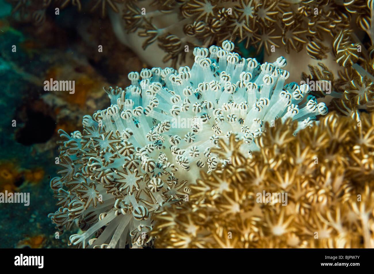 soft Coral polyps Goniopora tentacles polyps feed feeding REEF Malapascua life on reef sea under water underwater dive diver div Stock Photo