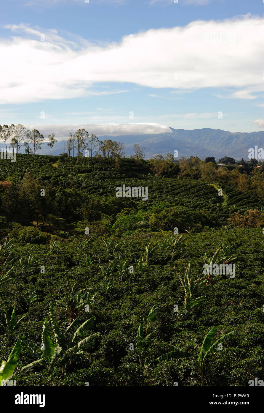 Doka Estate coffee Plantation Stock Photo Alamy