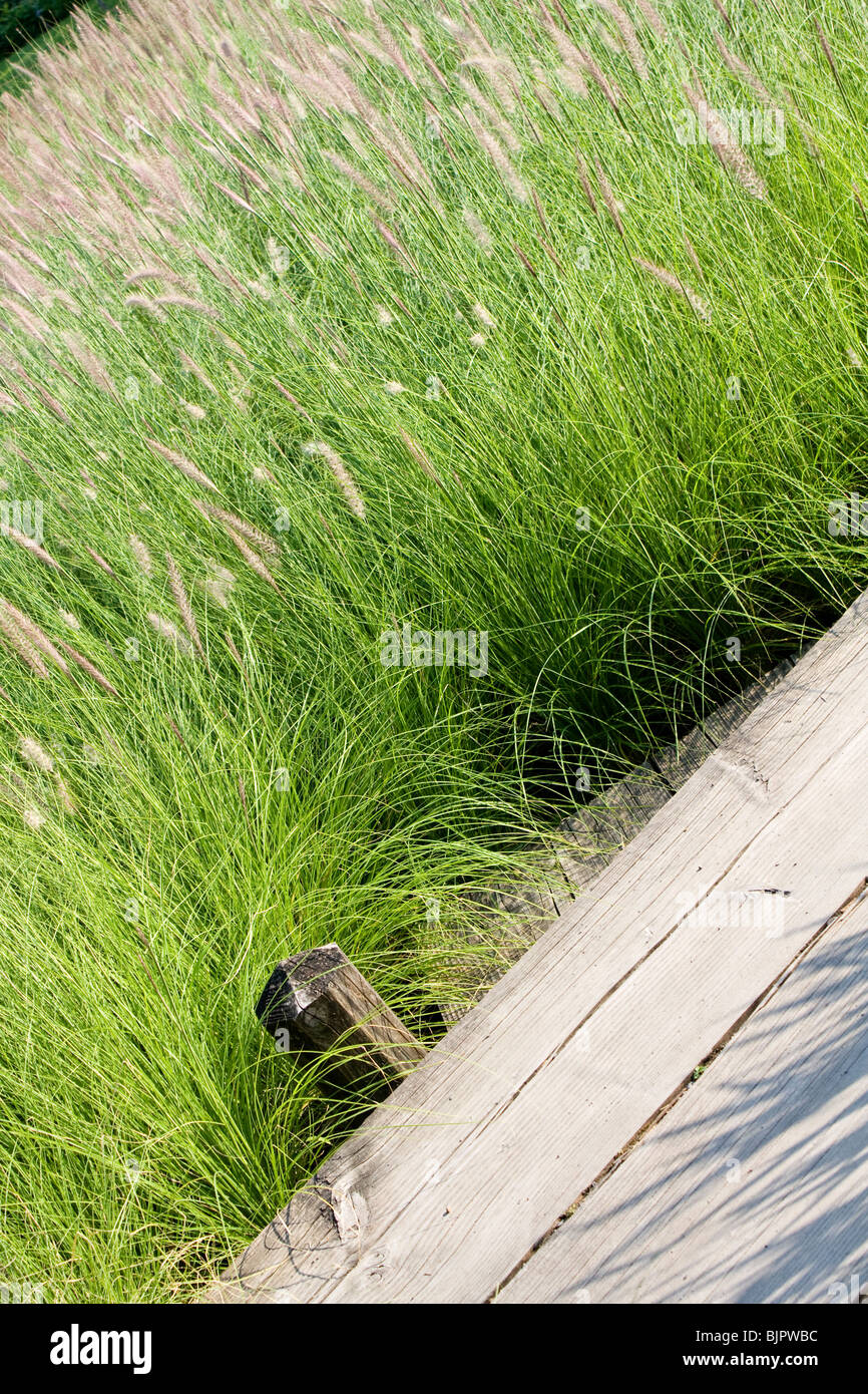 Aquatic plant plants hi-res stock photography and images - Alamy