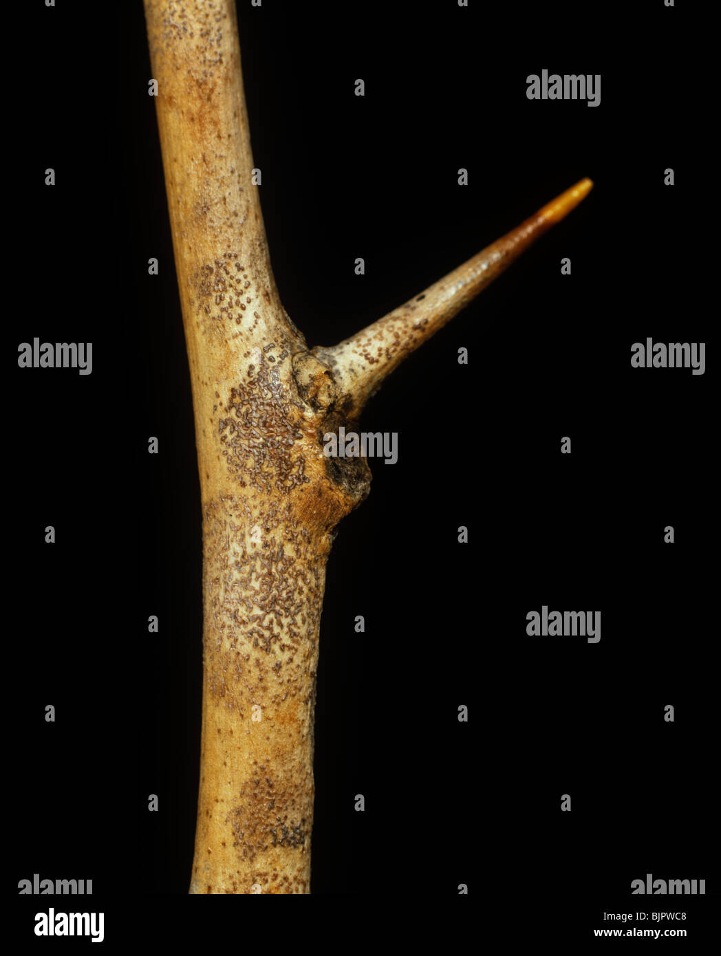 Anthracnose (Colletotrichum gloeosporioides) lesions & pycnidia fruiting bodies on lemon wood Stock Photo