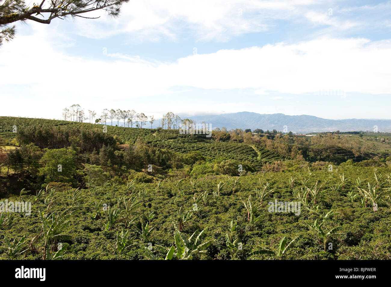 Doka Estate coffee Plantation Stock Photo Alamy