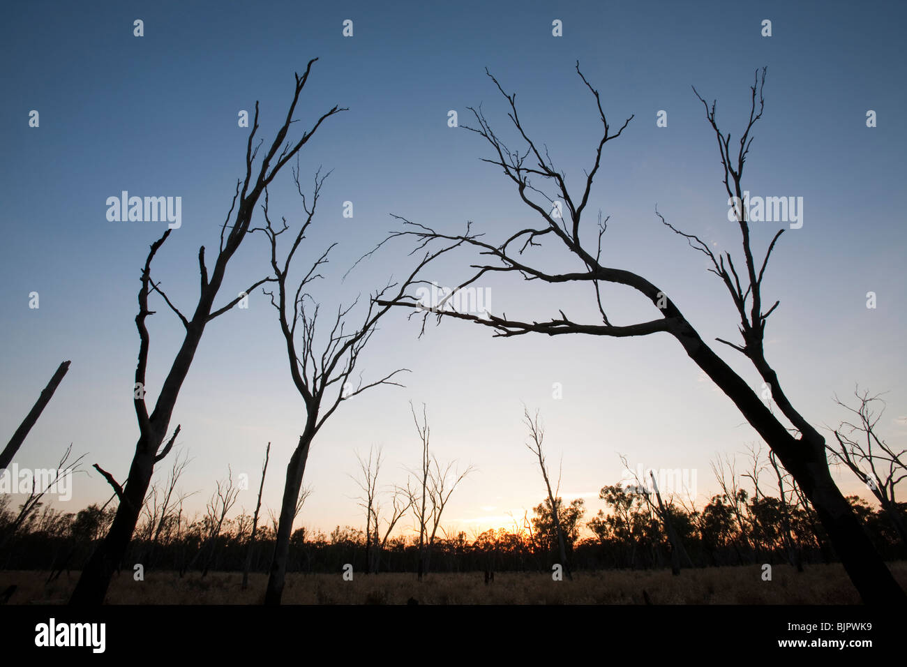 Dead gum tree hires stock photography and images Alamy