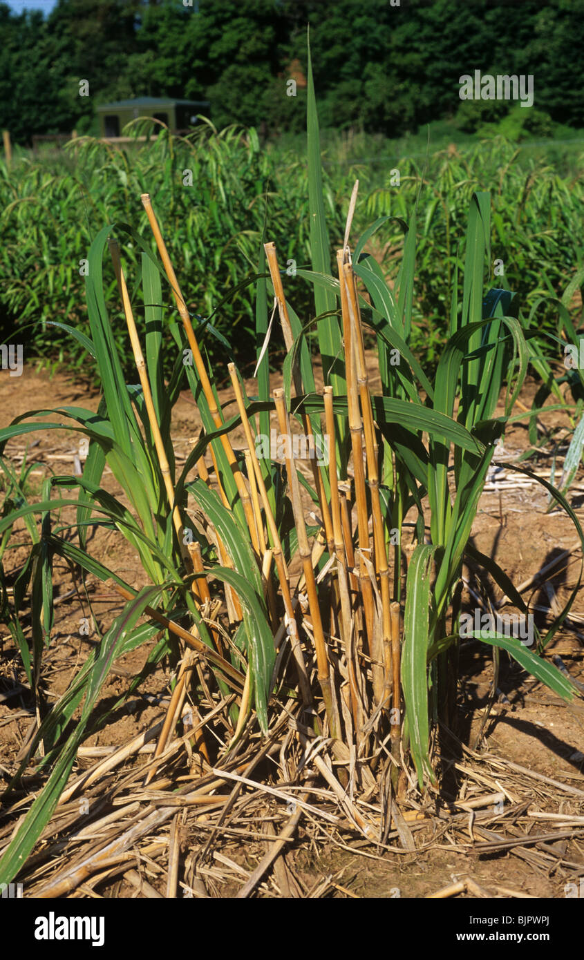 Fast growing young shoots on elephant grass (Miscanthus) biomass crop, Devon Stock Photo