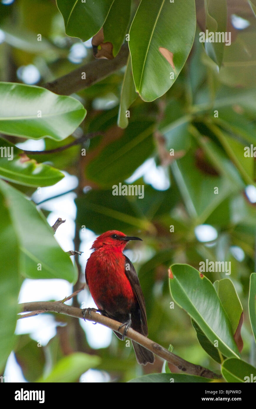 Red bird perching on branch Stock Photo