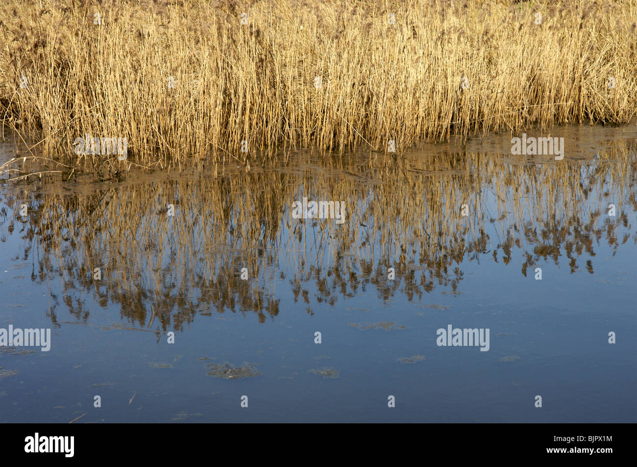 Pensthorpe Nature Reserve in Norfolk, Great Britain Stock Photo Alamy