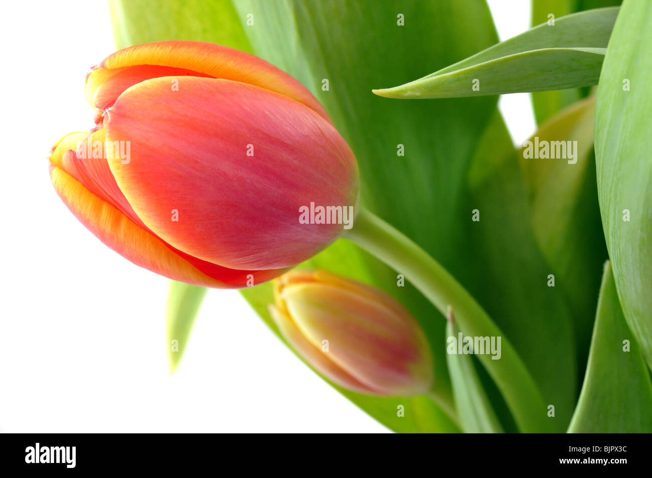 Closeup of the bouquet of tulips, isolated on white Stock Photo