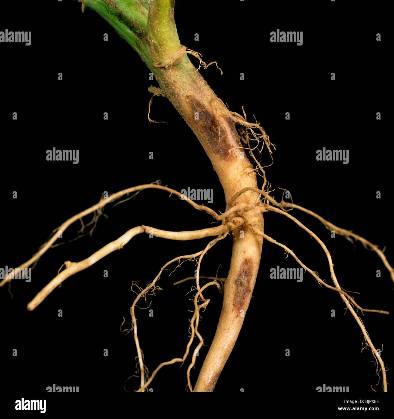 Stem canker (Rhizoctonia solani) lesions on the roots and lower stem of a potato plant Stock Photo