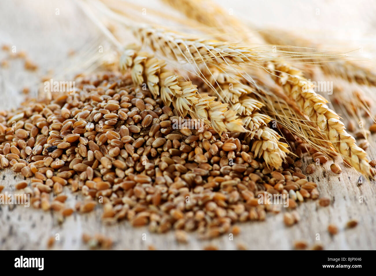 Closeup on pile of organic whole grain wheat kernels and ears Stock