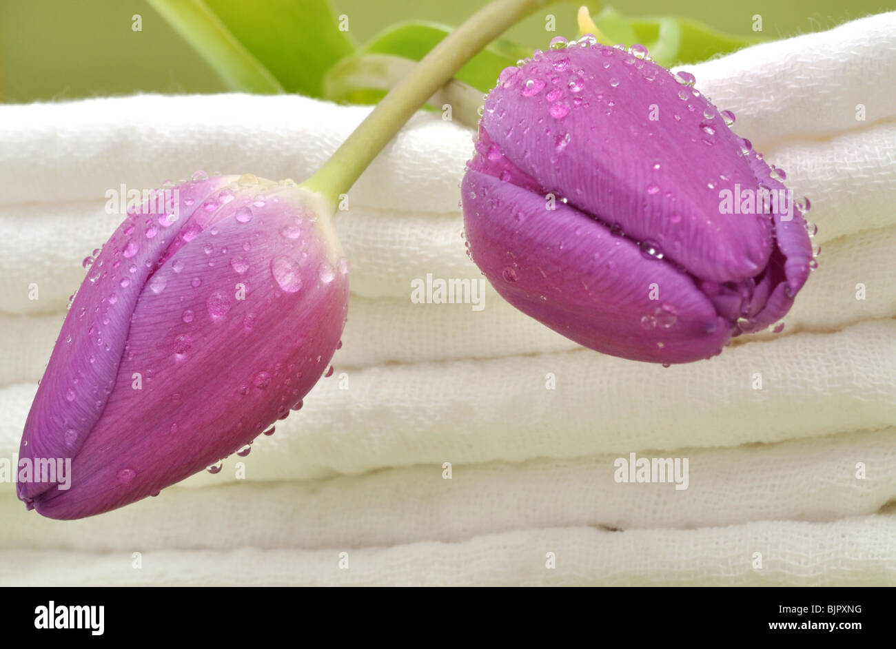 Wet purple tulips on a pile of cotton towels Stock Photo