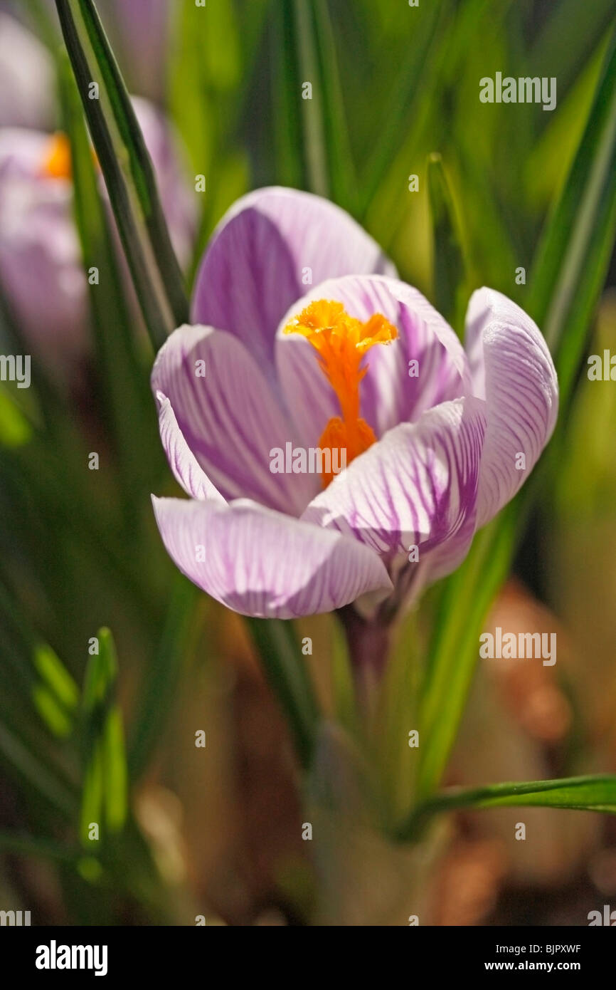Saffron (Crocus hybr Stock Photo Alamy