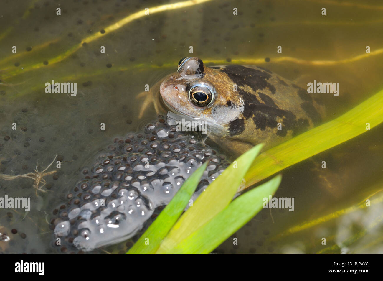 Common frog in pond Stock Photo Alamy