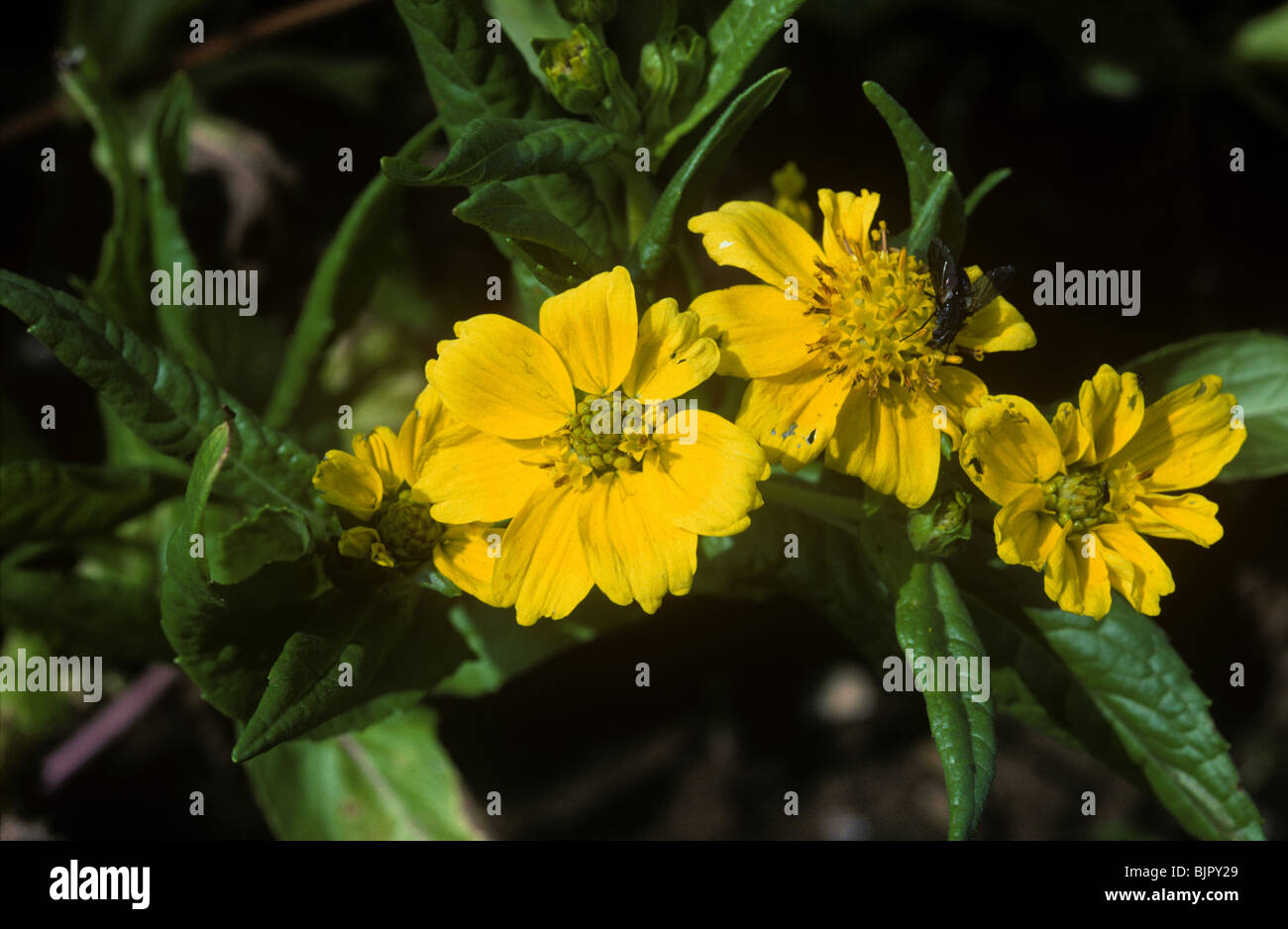 A flowering crop of niger (Guizotia abyssinica) used as a vegetable oil particularly in Ethiopia Stock Photo