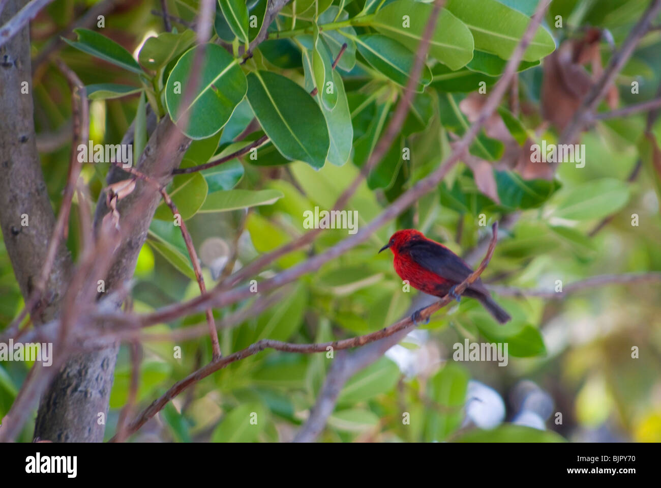 Red bird perching on branch Stock Photo