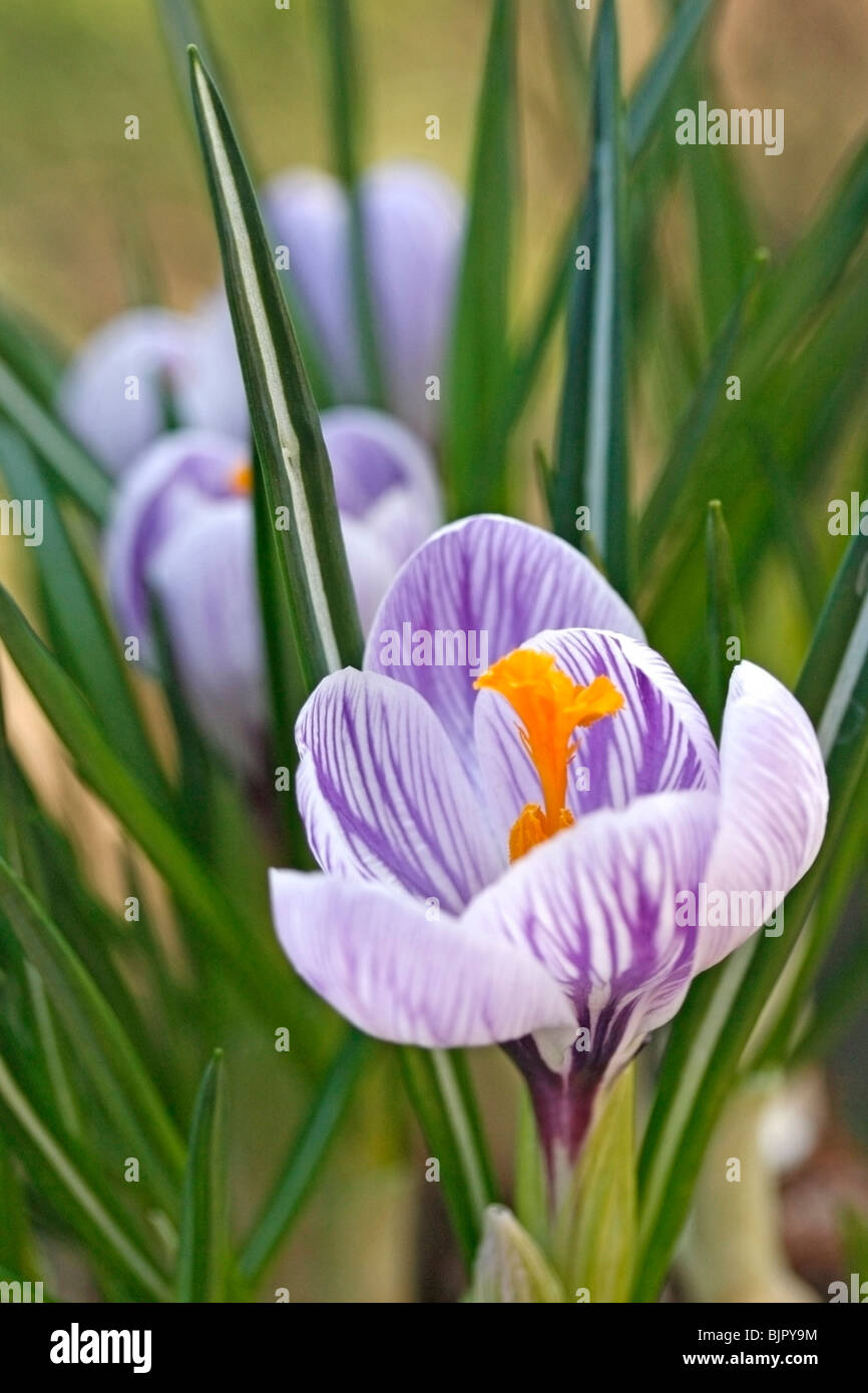Saffron (Crocus hybr Stock Photo Alamy