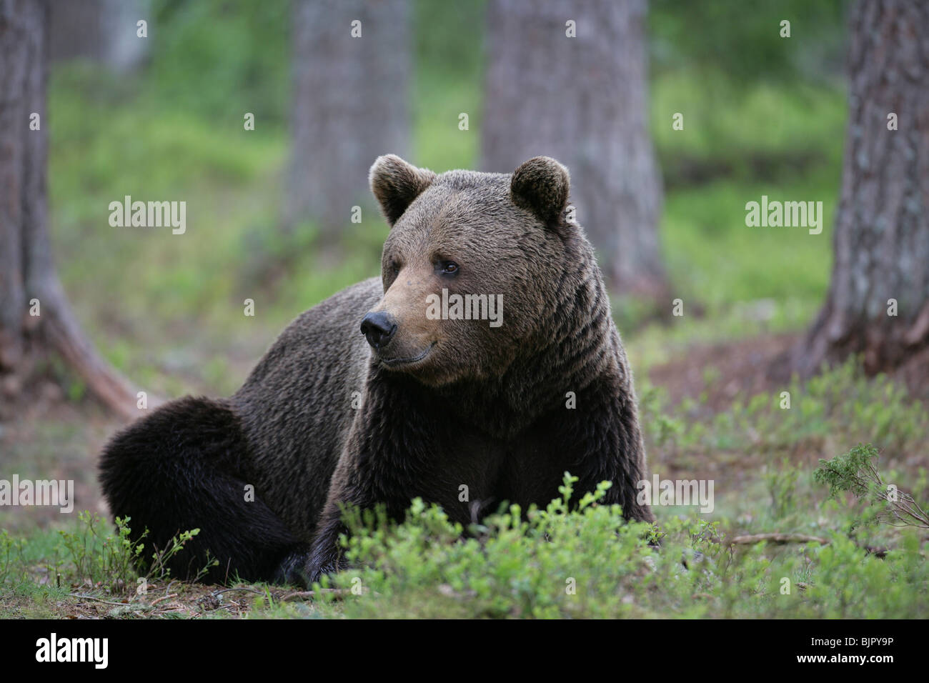 Male European Brown Bear Ursus arctos Stock Photo - Alamy