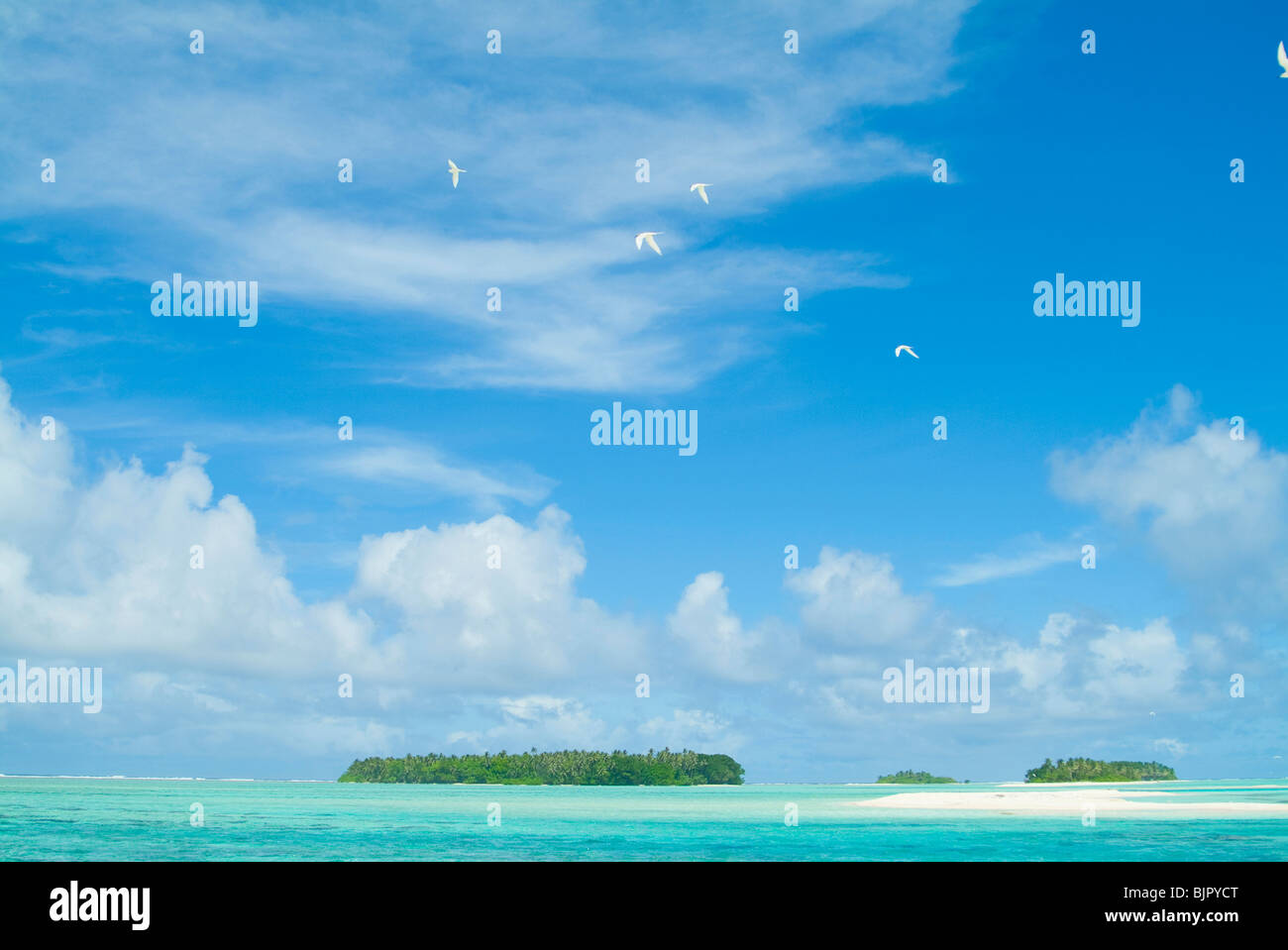 Birds flying in sky Stock Photo - Alamy