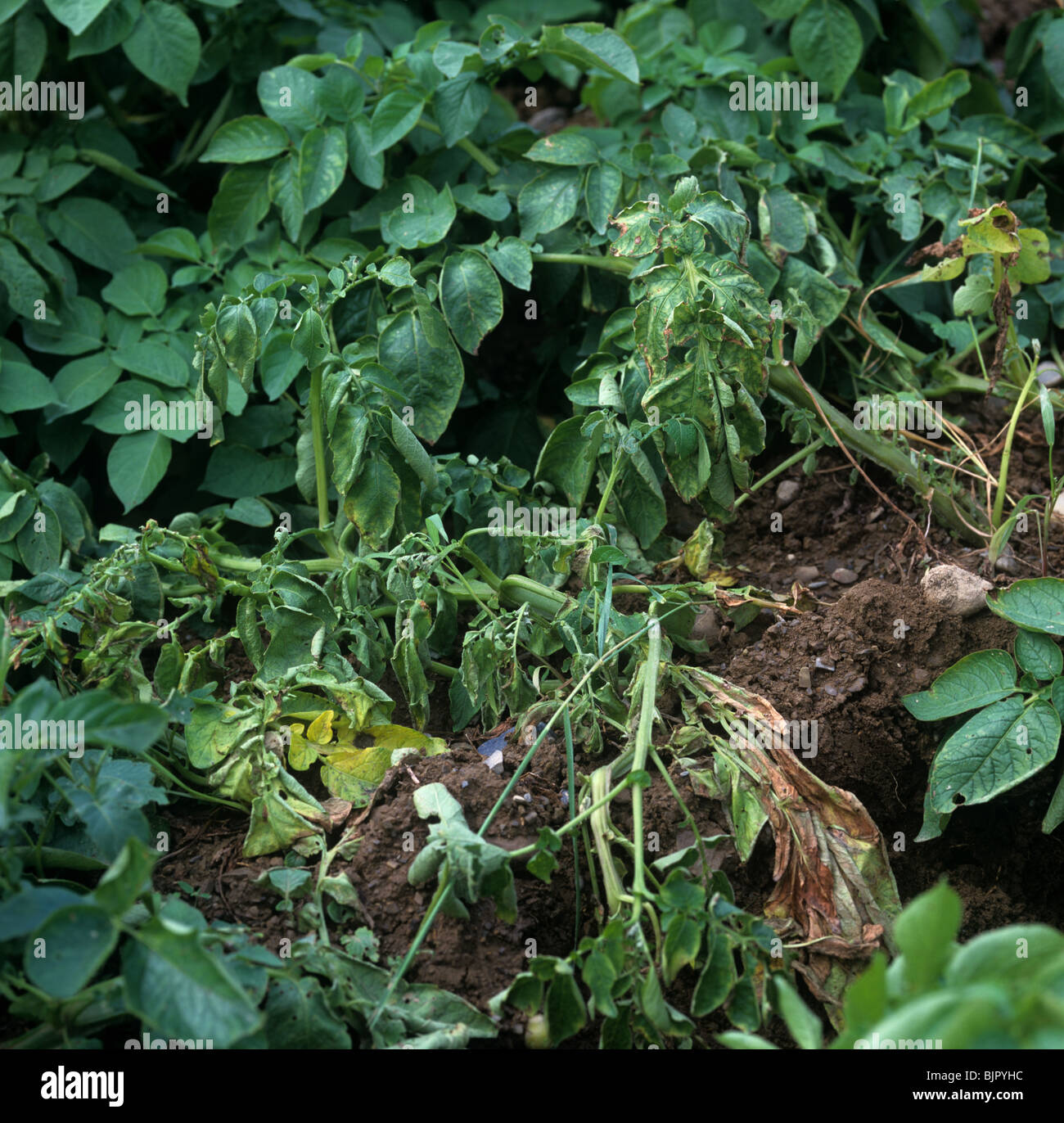 Ring rot (Corynebacterium sepedonicum) aerial damage to potato plants, Maine, USA Stock Photo