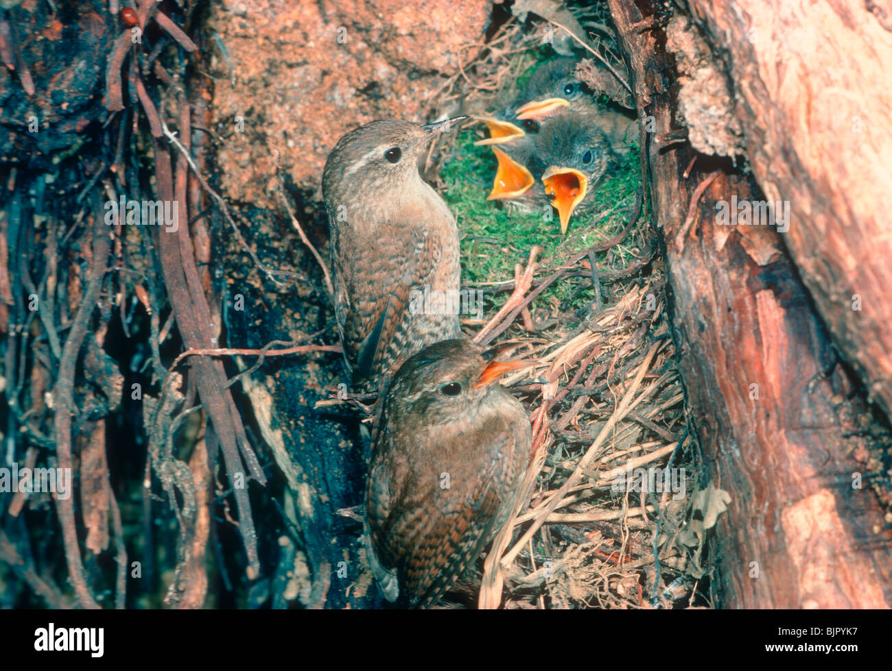 Winter Wren, Troglodytes troglodytes. Male and female at nest with chicks Stock Photo