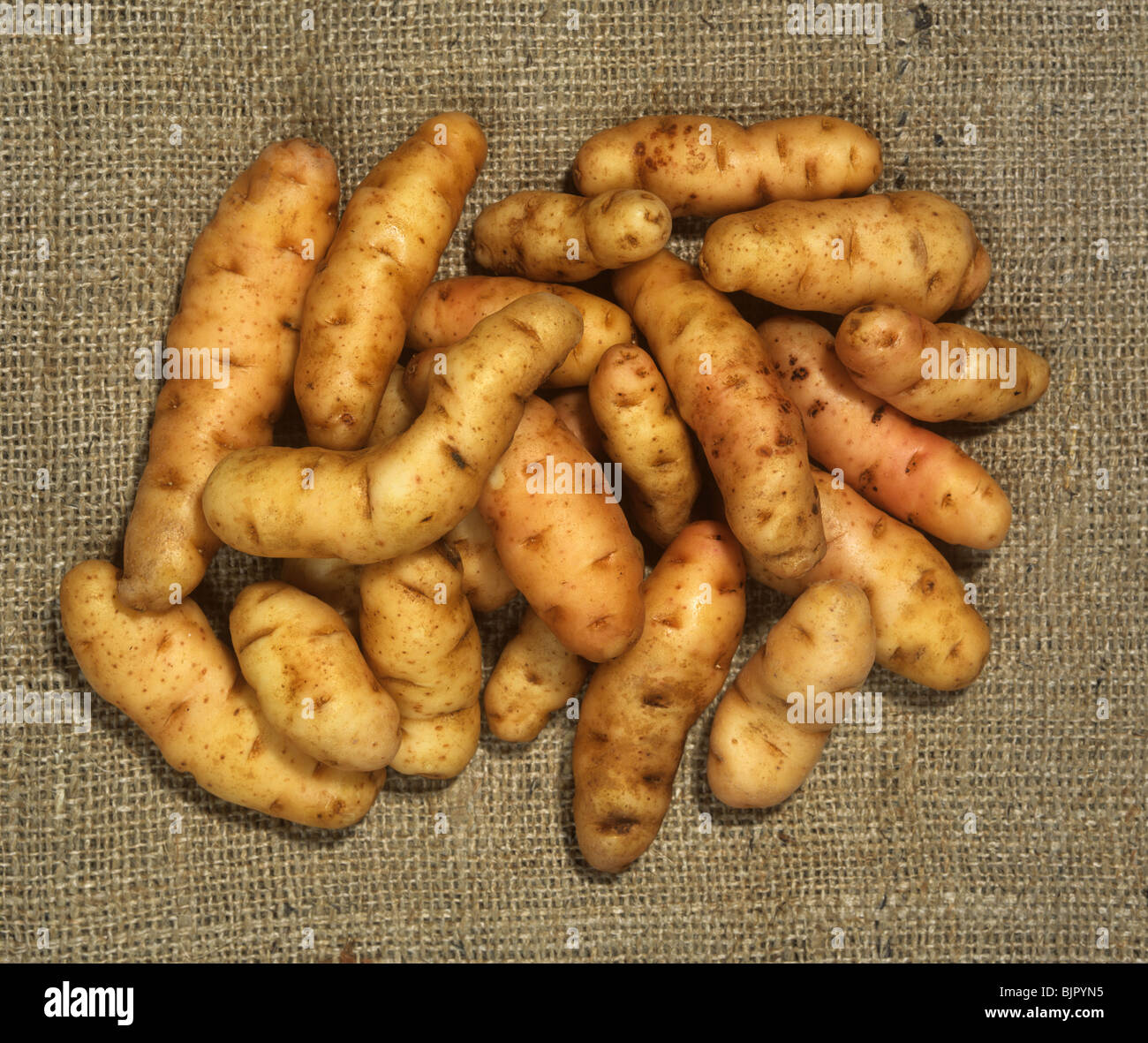 Harvested potato tubers on hessian variety Anya Stock Photo