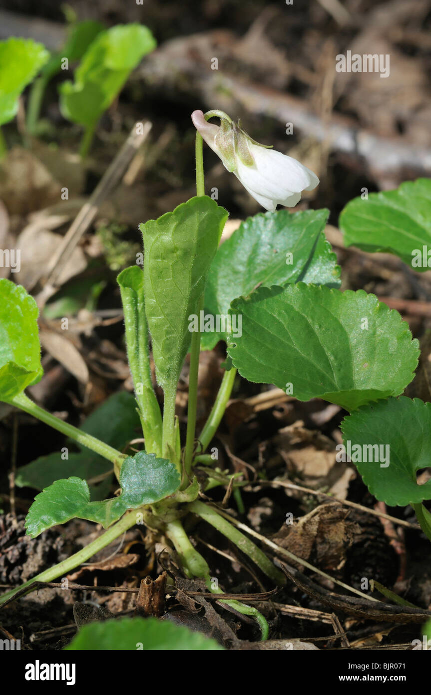 White Sweet Violet Viola odorata Whole plant Stock Photo Alamy