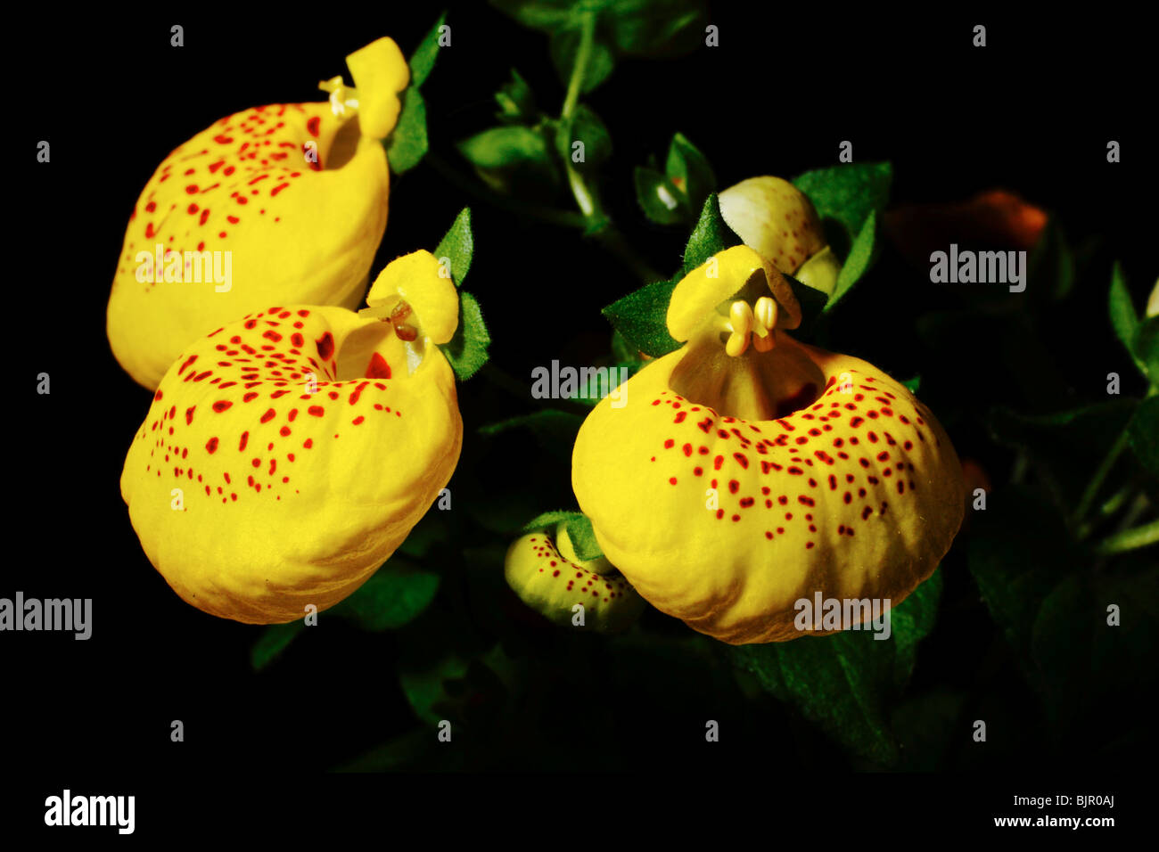 three yellow orchid's Stock Photo