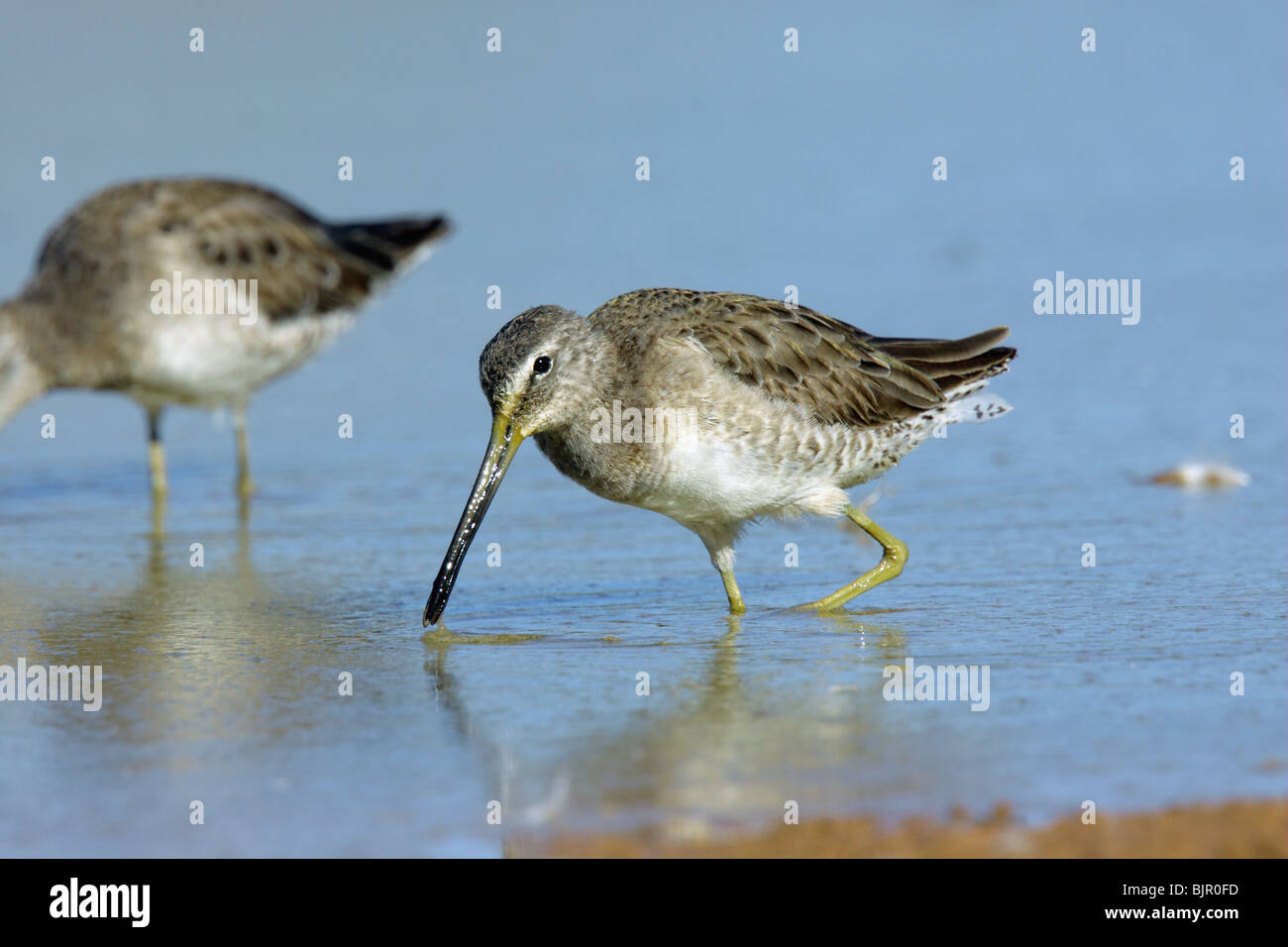 Long-billed Dowitcher in winter plumage. Stock Photo
