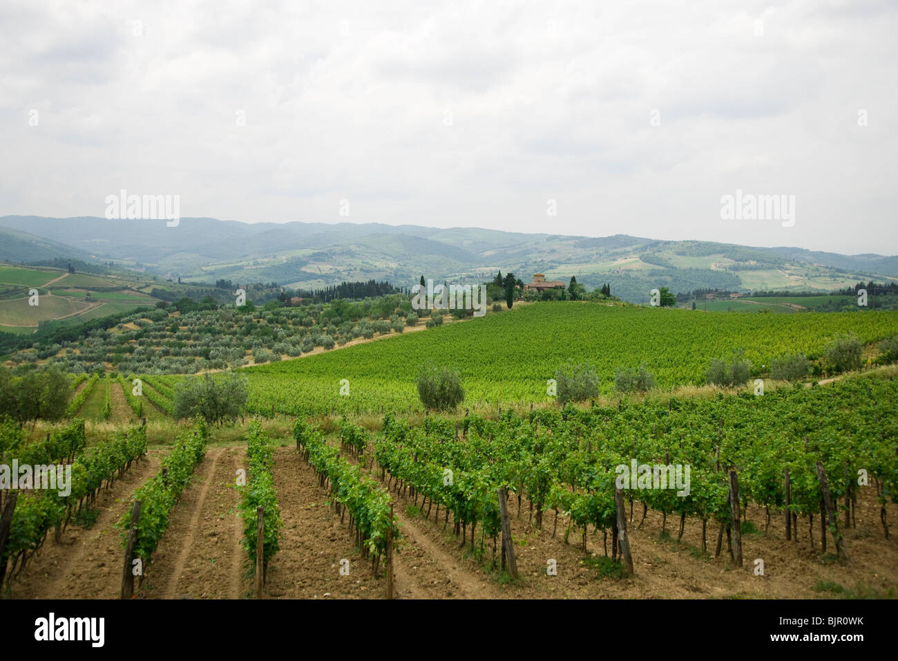 Grape fields in Italy. Stock Photo