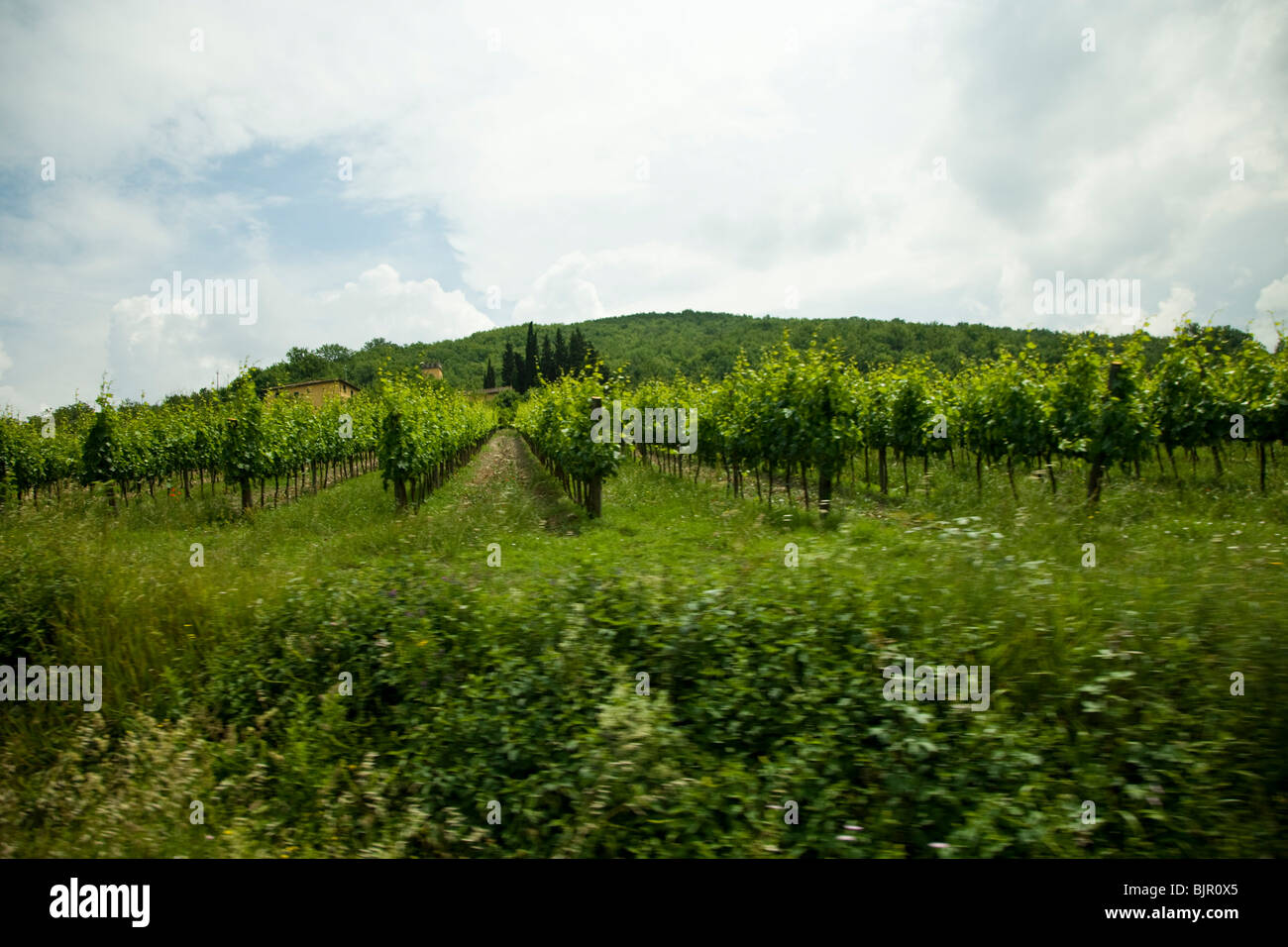 Grape fields in Italy. Stock Photo