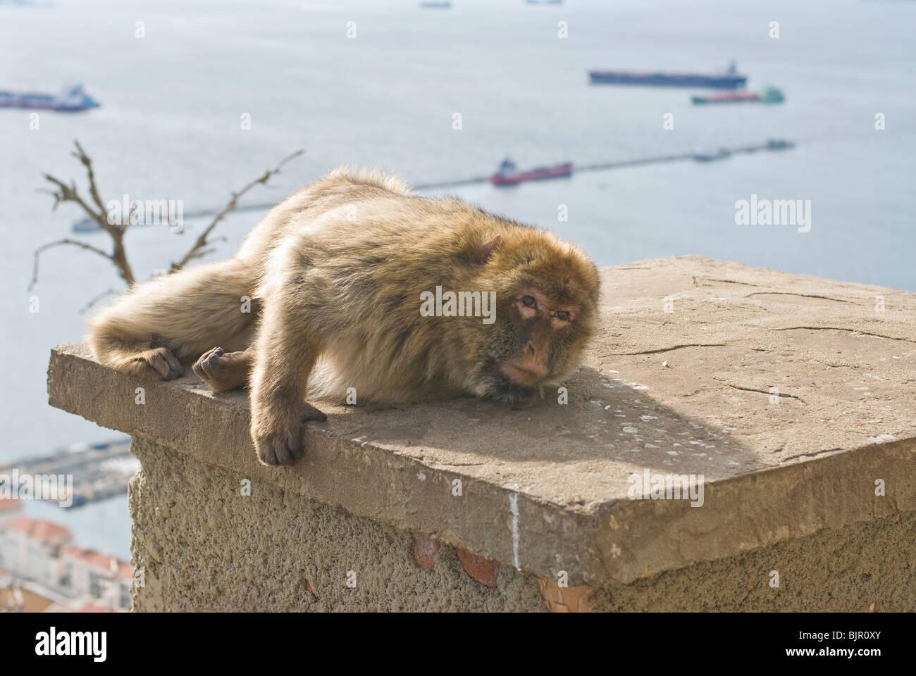 on of the famous moneys, a barbary macaque, on The Rock in Gibraltar Stock Photo