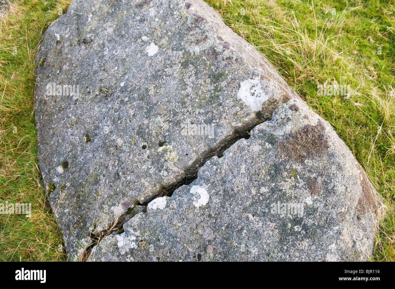 Tare and feathers hi-res stock photography and images - Alamy