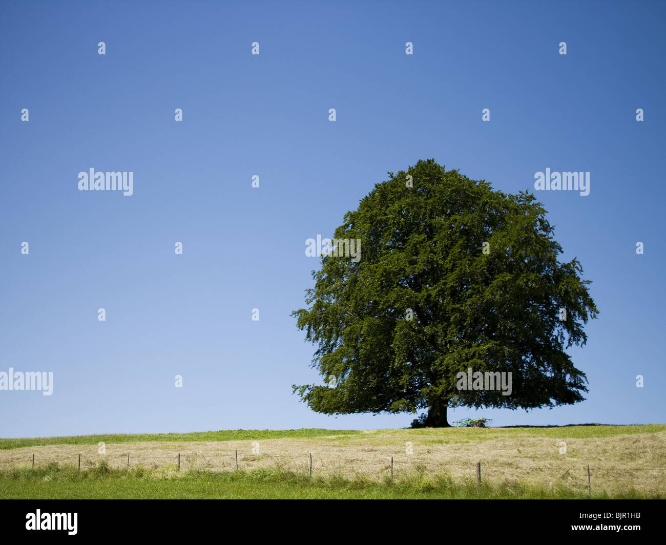 Tree and wooden fence Stock Photo