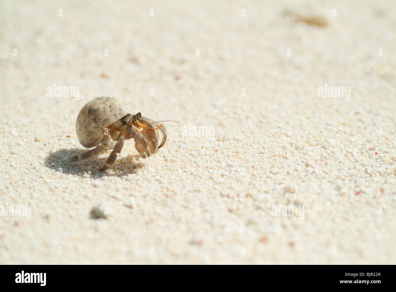 Hermit crab on beach hi-res stock photography and images - Alamy