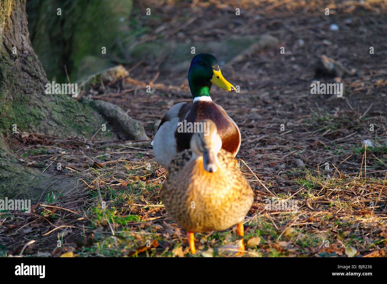 ducks in the mating season Stock Photo Alamy