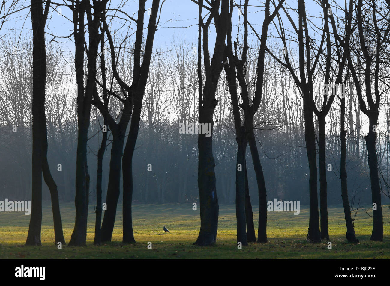 trees bird golf course country countryside Stock Photo - Alamy